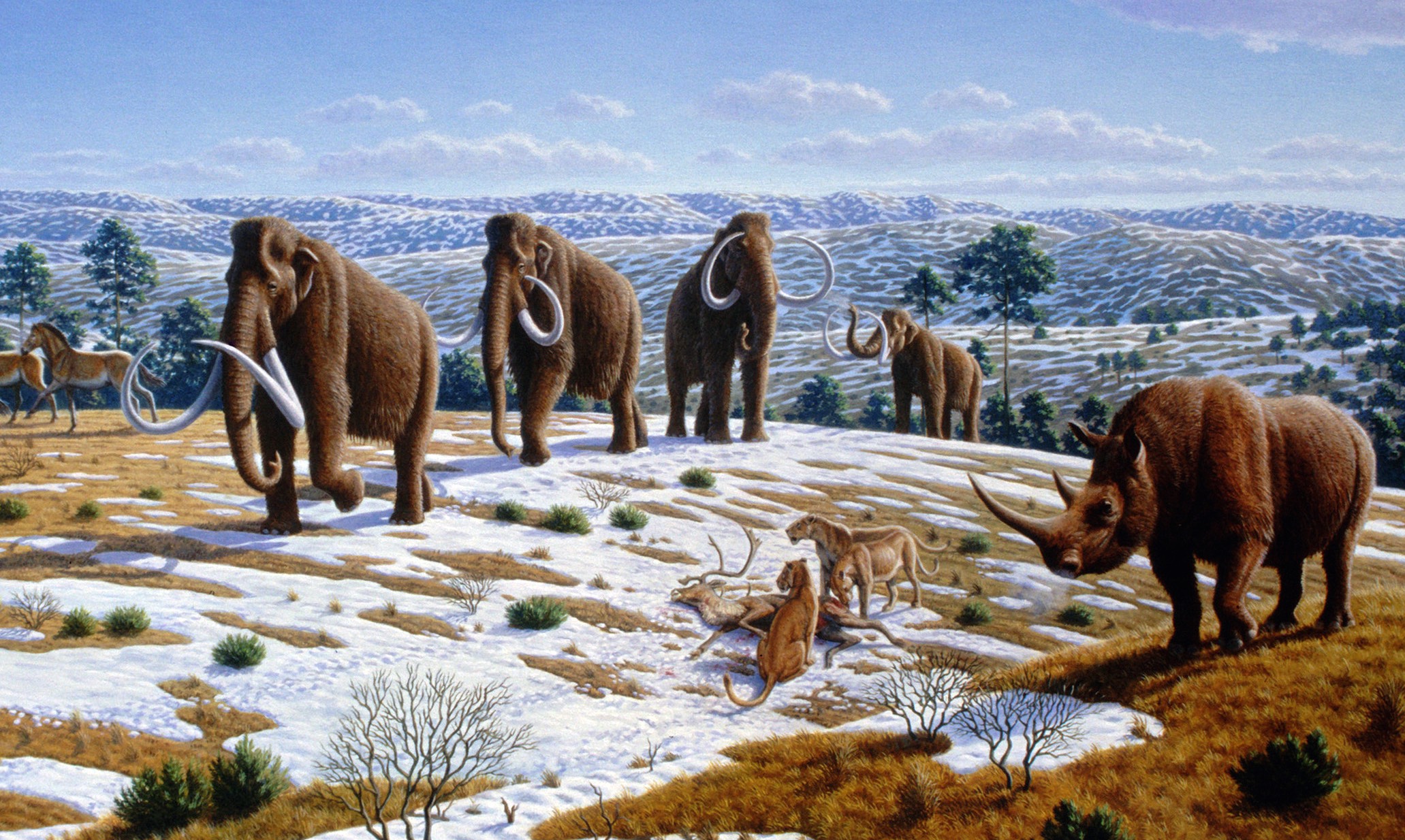 Mammoths