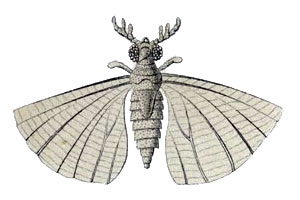 Insect Fossil 