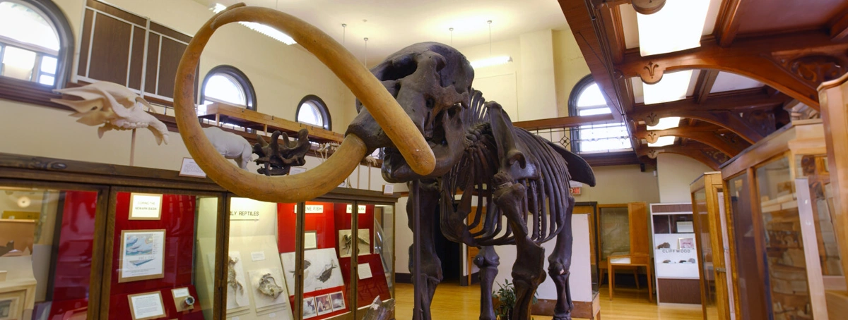 Mammoth display