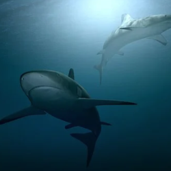 Save the Sharks!