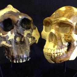 New Exhibit on the Evolution of the Human Diet Now Open